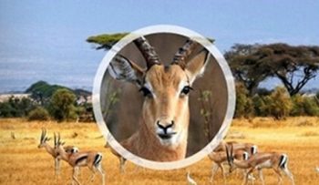 campo de vision reducido