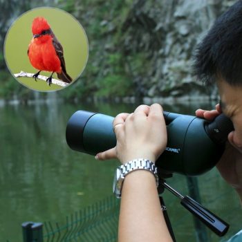 observación de aves