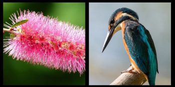 Guía detallada de los mejores telescopios terrestres imagen 1 observacion de la naturaleza