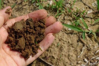 Comparativa de los 9 mejores sopladores de hojas a la venta imagen 28 abono para plantas en la mano