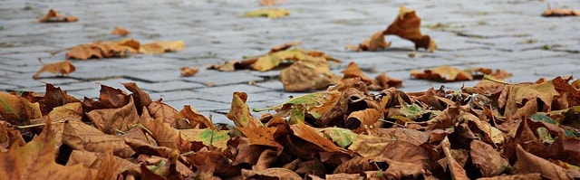 hojas de otoño en el suelo