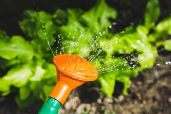 agua regando cultivo