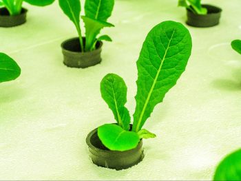 cultivo de lechuga por transplante