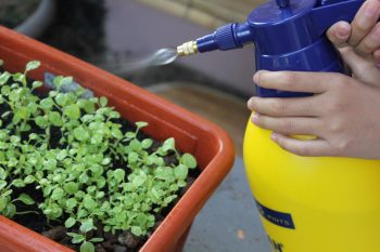 regar los primeros brotes de plantas