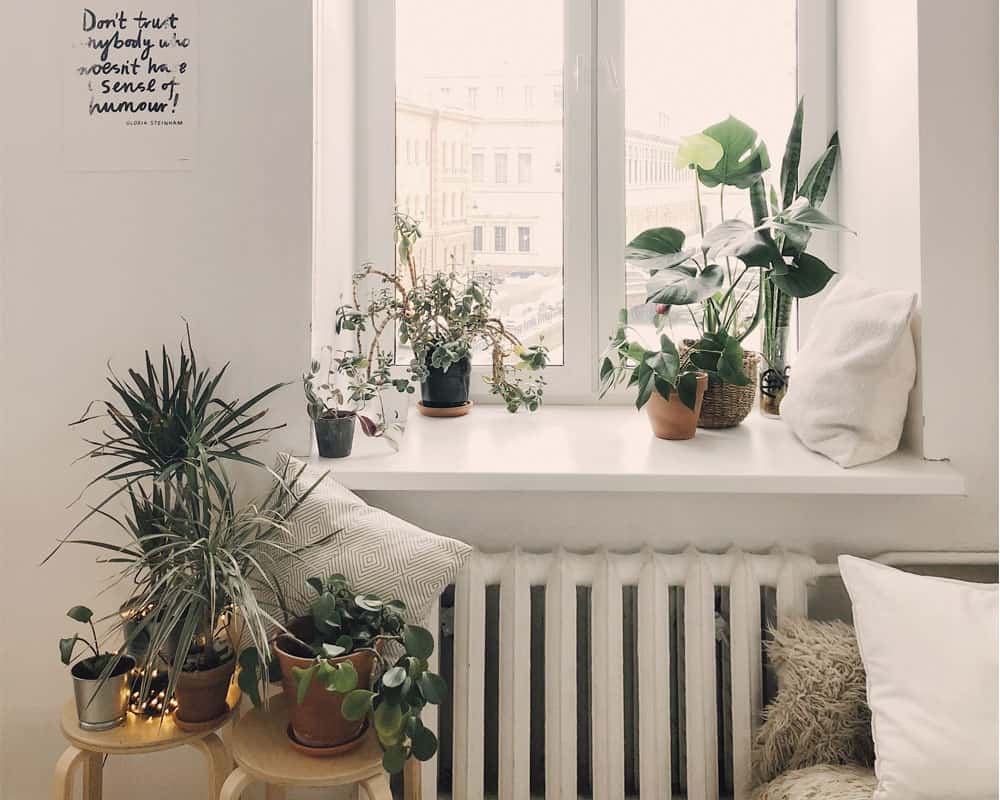 Cómo refrescarte si no tienes aire acondicionado imagen 5 refrescarse con plantas