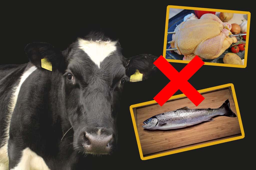 ¿Cuál es la diferencia entre un vegetariano y un vegano? imagen 1 como-es-un-vegetariano
