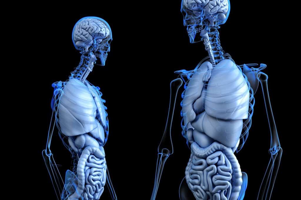 ¿Qué pasa si no desayuno? imagen 6 Metabolismo-lento
