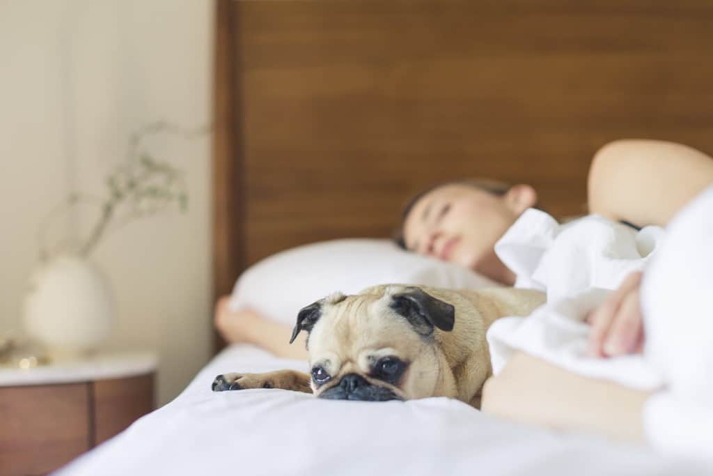 18 errores que hacen que tu casa sea un lugar insalubre imagen 17 Dormir-con-la-mascota