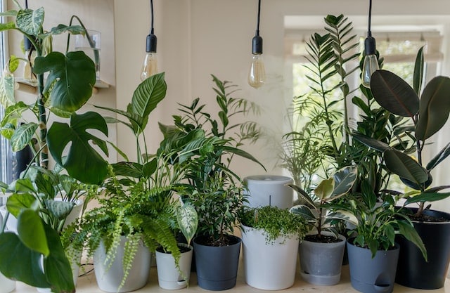 plantas de interior para evitar que se reseque la casa