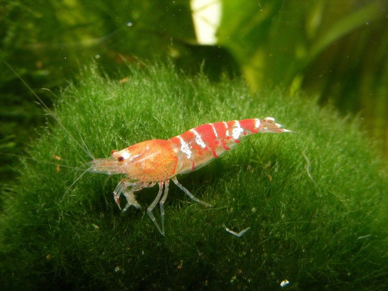Qué debes saber sobre el aceite de krill imagen 8 aceite del crustáceo krill antártico