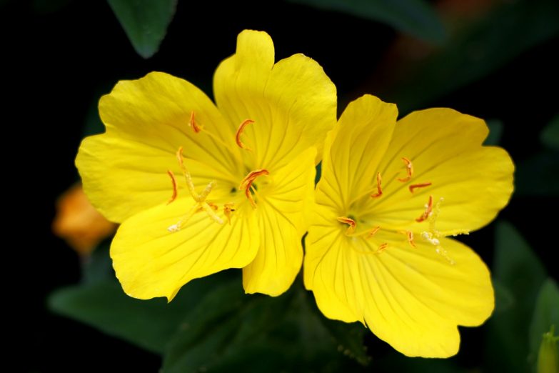 Todo lo que debes saber sobre el aceite de onagra imagen 1 las flores del aceite de onagra