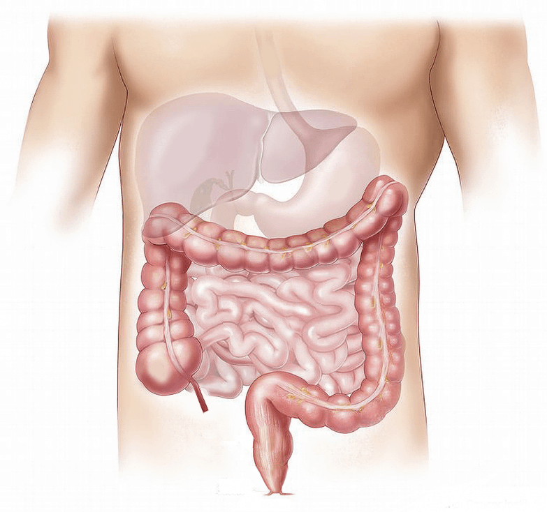 ¿Cuáles son los antioxidantes y nutrientes del café? imagen 7 intestinos del sistema digestivo