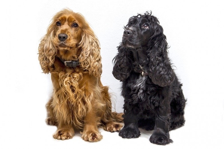 perros cocker spaniel