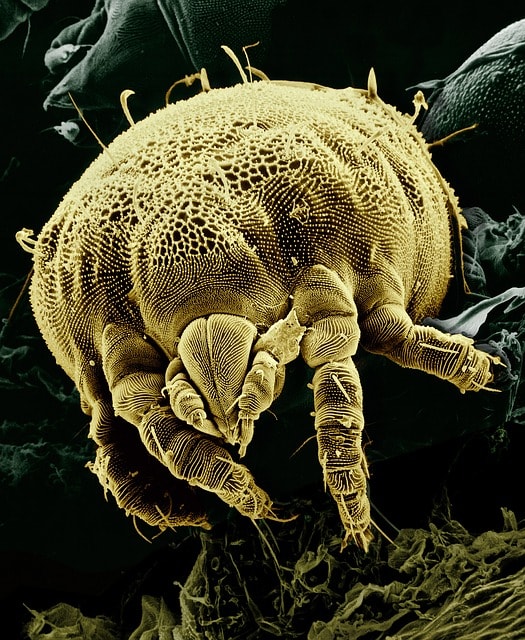 ¿Cómo eliminar los ácaros del polvo? 5 pasos rápidos y efectivos imagen 3 cómo eliminar los ácaros del polvo