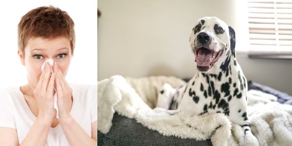 Cómo limpiar pelo de mascotas en casa de manera efectiva imagen 1 Limpiar la casa previene la alergia a los pelos de mascotas