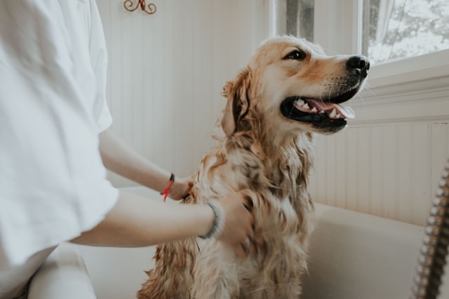 Bañar y secar a la mascota antes de usar el Furminator para eliminar el pelo muerto
