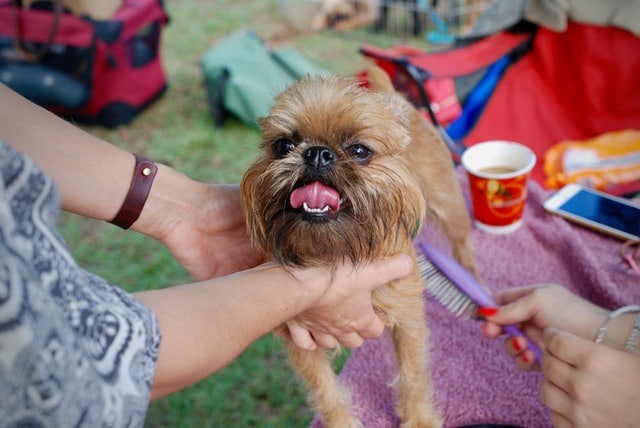 Cómo limpiar pelo de mascotas en casa de manera efectiva imagen 10 cepillar a tu perro para limpiar pelos de mascotas