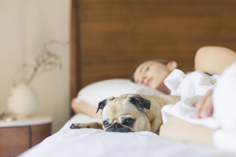 Cómo desinfectar un colchón de manera eficaz imagen 4 Dormir con la mascota