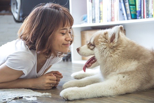 Eliminar el pelo muerto de las mascotas reduce las alergias en el hogar