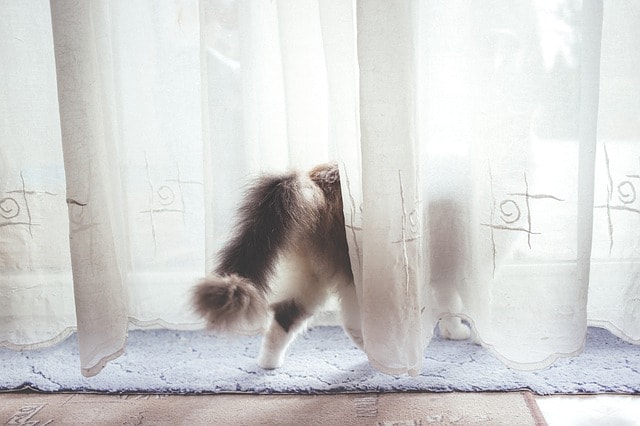 gato peludo por toda la casa