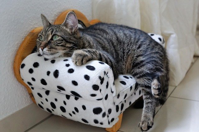 ¿Cómo eliminar los ácaros del polvo? 5 pasos rápidos y efectivos imagen 6 Los gatos y perros colaboran con la presencia de ácaros si los dejas dormir en tu cama