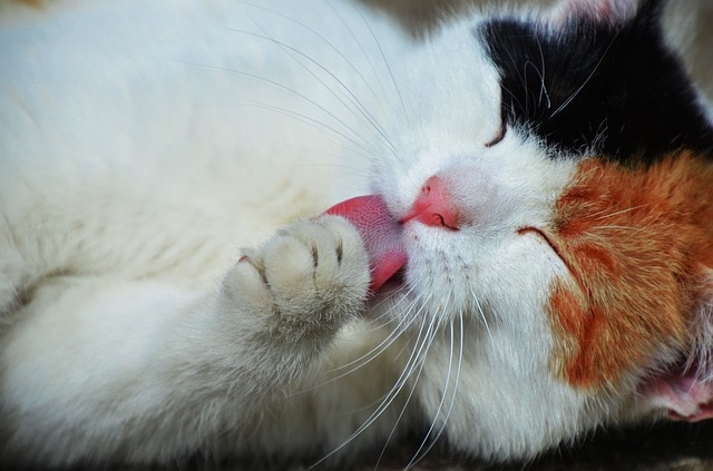Cómo limpiar pelo de mascotas en casa de manera efectiva imagen 3 El pelo de mascota no es el origen de las alergias