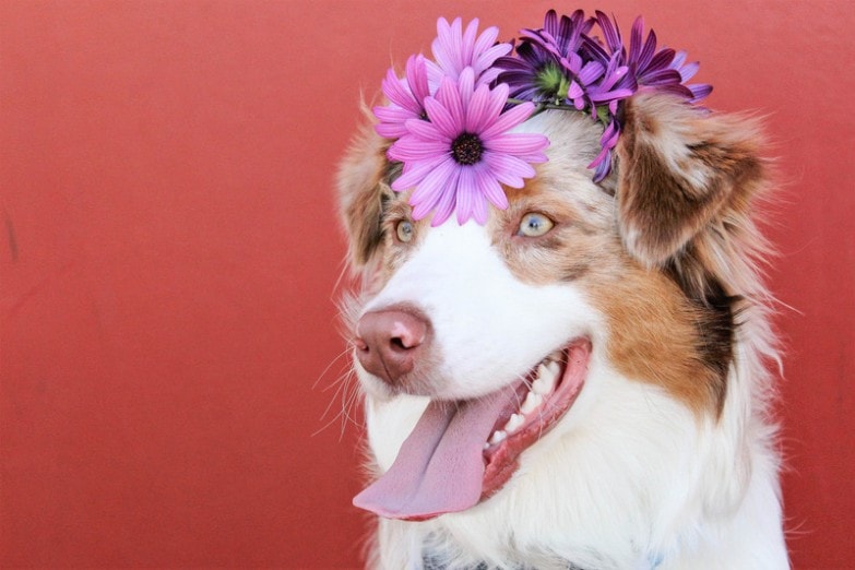 Es importante eliminar el pelo muerto de las mascotas en las temporadas de primavera y otoño