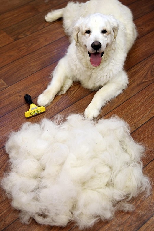 Quitar el pelo muerto de la mascota con Furminator mejora su salud