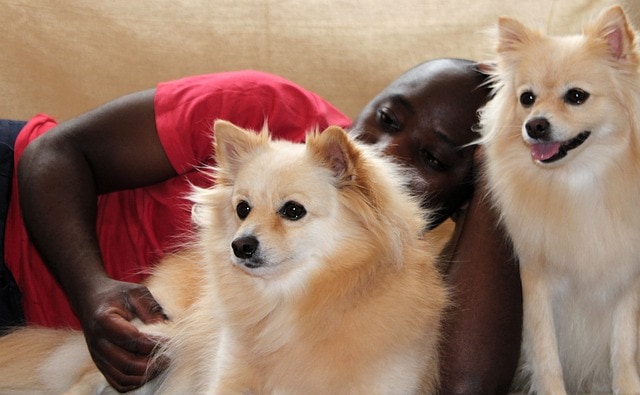 Los perros con pelaje de doble capa realizan una muda del pelaje inferior dos veces al año.