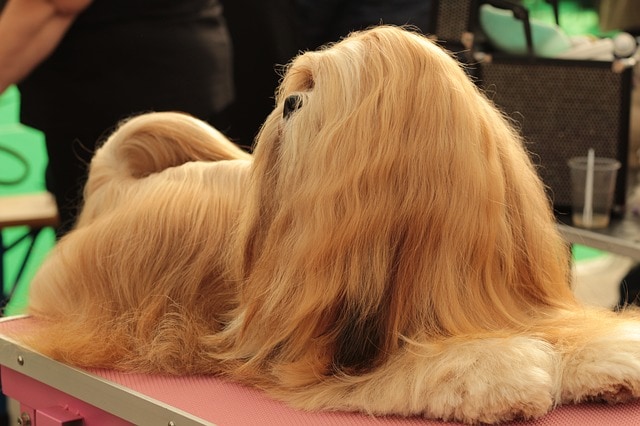 Eliminar el pelo muerto con Furminator les garantiza a las mascotas una mejor calidad de vida