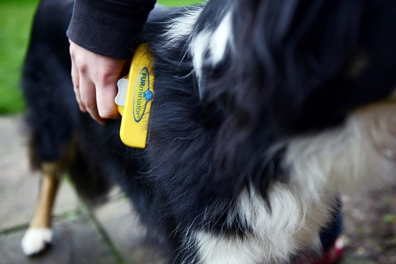 Forma correcta de eliminar el pelo muerto de mascotas con Furminator