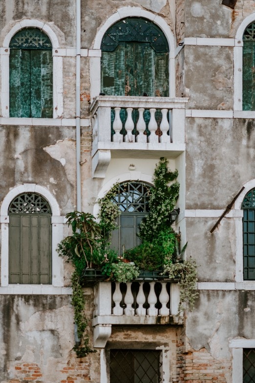 Plantas y pared exterior contaminadas por moho Alternaria