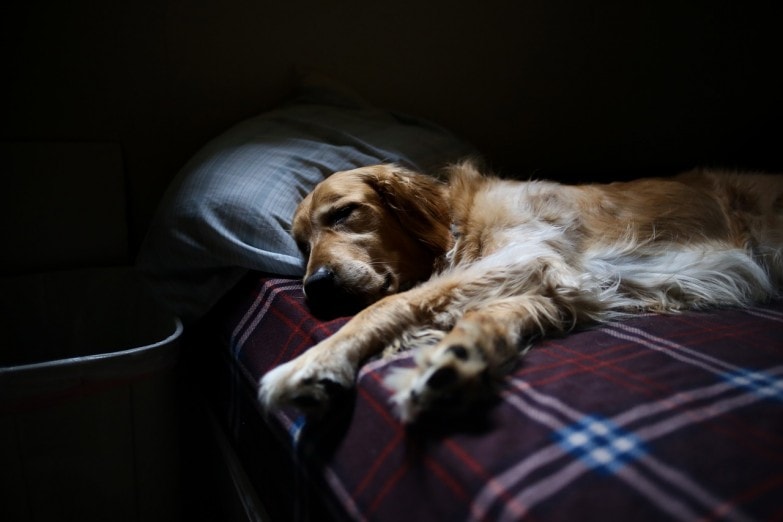 Cómo limpiar pelo de mascotas en casa de manera efectiva imagen 13 evitar dormir con la mascota en la misma cama