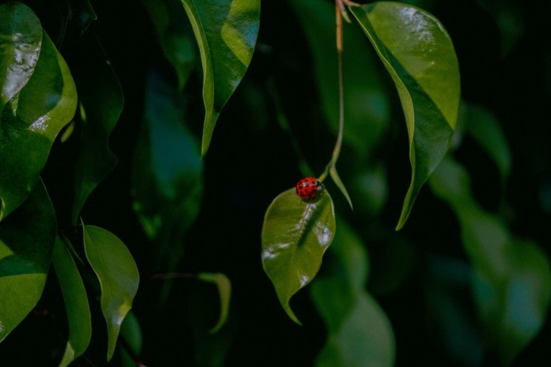 Plantas del jardín infectadas con moho Sporotrichum 