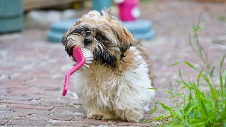 Cómo limpiar pelo de mascotas en casa de manera efectiva imagen 4 Perrito con cepillo de limpieza para limpiar pelos de mascota