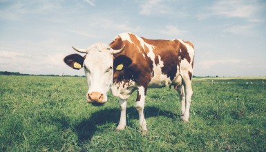 ¿Cómo puedo sustituir la leche de vaca? imagen