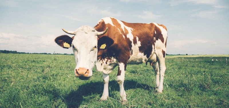 ¿Cómo puedo sustituir la leche de vaca? imagen