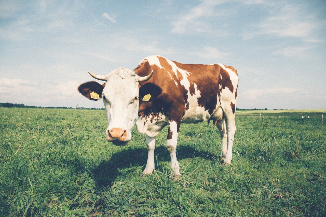 ¿Cómo puedo sustituir la leche de vaca? imagen