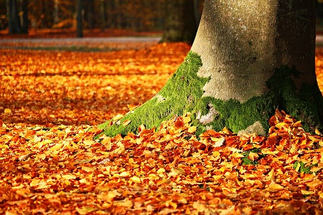 Qué es el compost y cómo se hace una composta casera imagen 4 El compost nació de observar a la propia naturaleza.