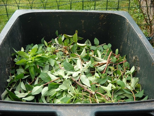 Qué es el compost y cómo se hace una composta casera imagen 6 Elementos verdes para el compost.
