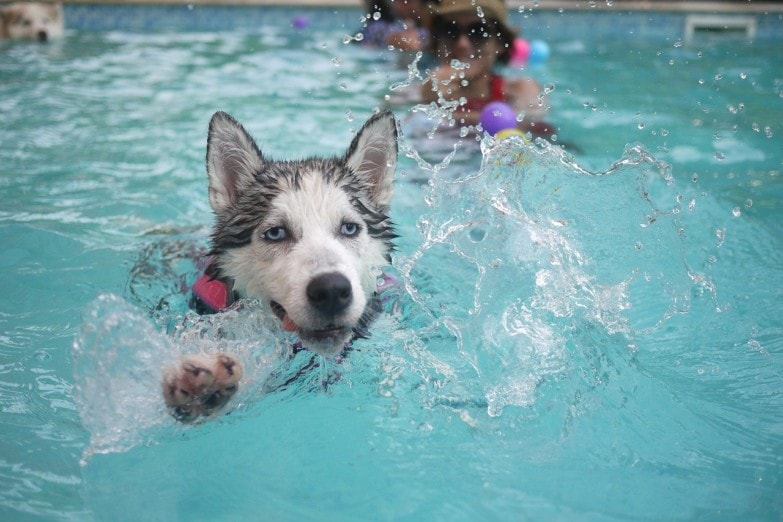 Perro en la piscina. 