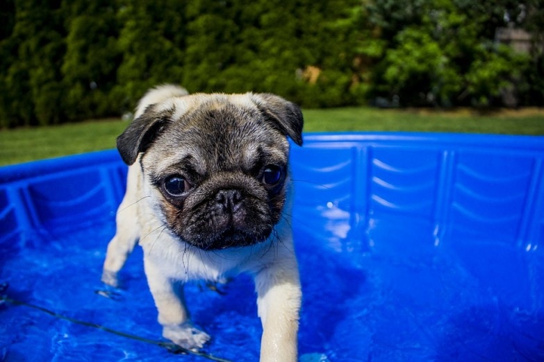 Perro en piscina desmontable hinchable