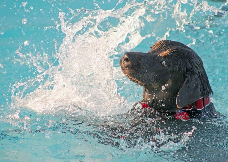 Perro en piscina. 