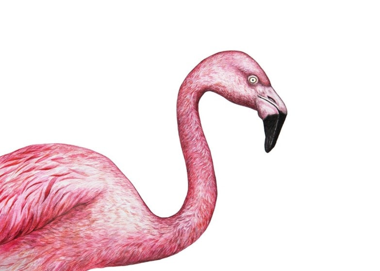 Le meilleur jeu de crayons de couleur Prismacolor image 5 flamant rose dessiné avec des crayons de couleur prismacolor