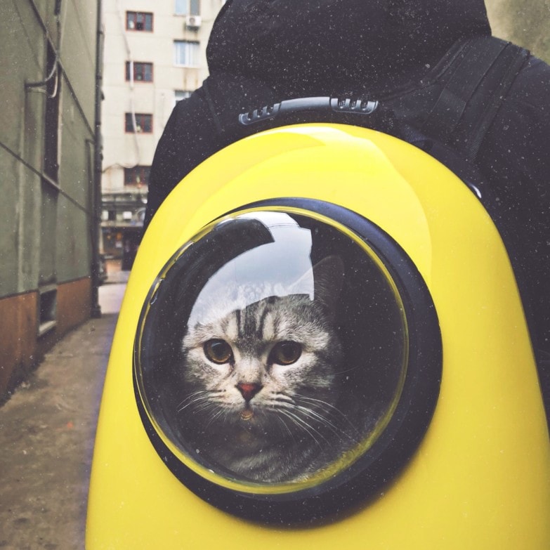 Gato dentro de una mochila para gatos amarilla