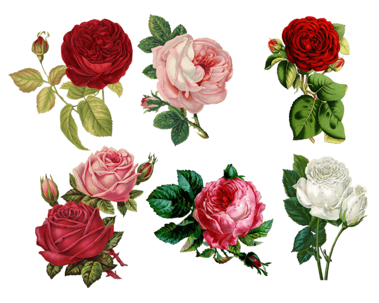 Le meilleur ensemble de crayons de couleur Prismacolor image 1 roses peintes avec des crayons de couleur prismacolor