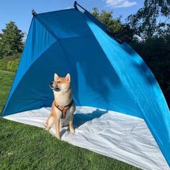 Perro en tienda de camping. 