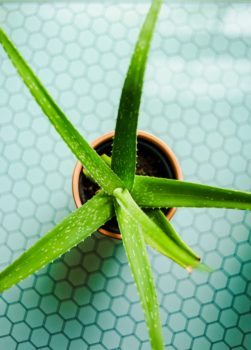 aloe vera, ingrediente esencial de un buen after sun