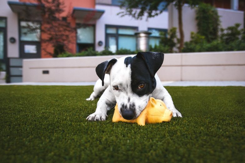 Perro jugando en el césped