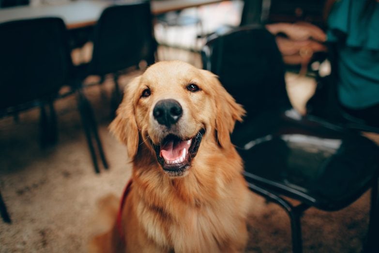 Perro golden protagonista de libros para perros